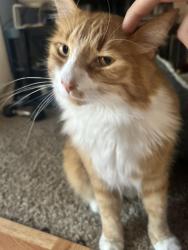 Reunited Male Cat last seen near drysdale drive , San Jose, CA 95124