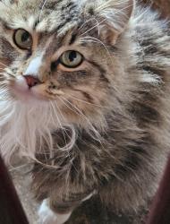 Reunited Female Cat last seen Pettigrew and Halleck Ln., Wellington, CO 80549