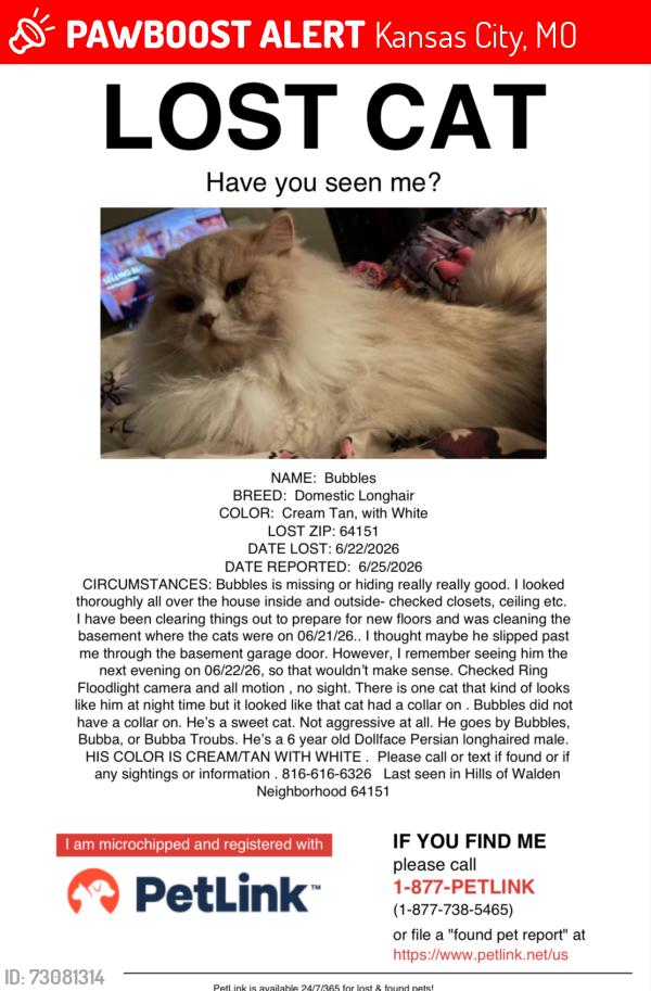 Lost Male Cat last seen 58th terrace and north Polk Kansas City Mo 64151 hills of Walden neighborhood, Kansas City, MO 64151