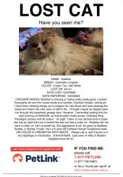 Lost Male Cat last seen 58th terrace and north Polk Kansas City Mo 64151 hills of Walden neighborhood, Kansas City, MO 64151