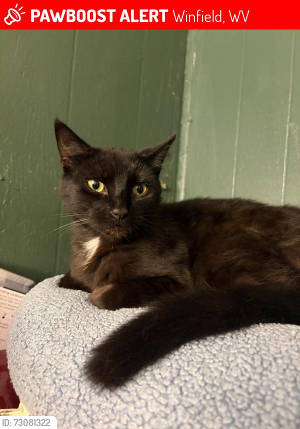 Lost Male Cat last seen Dairy freeze, Winfield, WV 25213