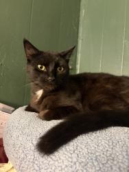 Lost Male Cat last seen Dairy freeze, Winfield, WV 25213