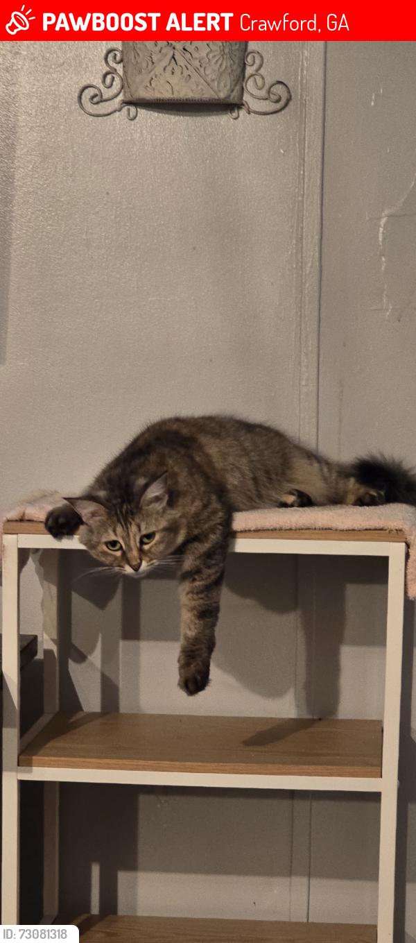Lost Female Cat last seen Wall st, Crawford, GA 30630