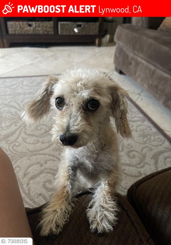 Lost Female Dog last seen Walnut Avenue and Spruce Street, Lynwood, CA 90262