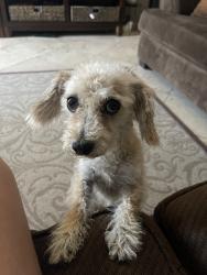 Lost Female Dog last seen Walnut Avenue and Spruce Street, Lynwood, CA 90262