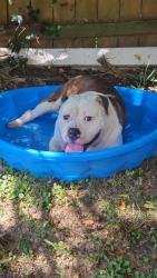 Found/Stray Male Dog last seen Klondike rd, Northwest Pensacola, FL 32526