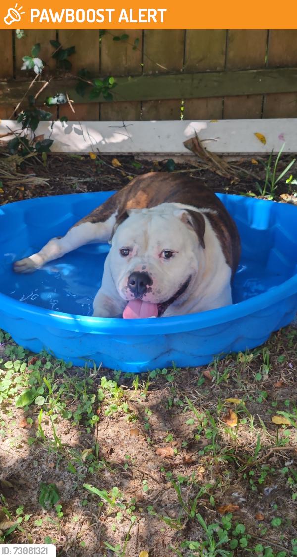 Found/Stray Male Dog last seen Klondike rd, Northwest Pensacola, FL 32526