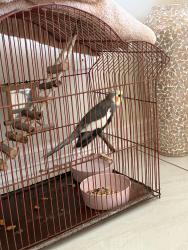 Found/Stray Unknown Bird last seen Ascension Drive Brownsville, Texas, Brownsville, TX 78526