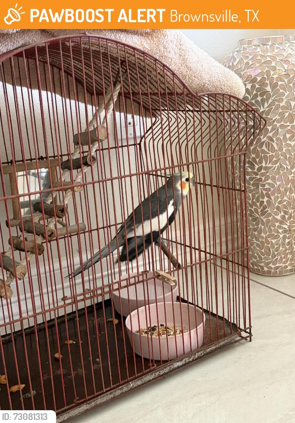 Found/Stray Unknown Bird last seen Ascension Drive Brownsville, Texas, Brownsville, TX 78526