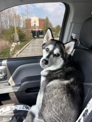 Reunited Female Dog last seen Fort king road, Zephyrhills, FL 33541