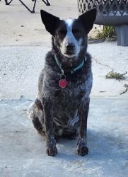 Lost Female Dog last seen Lynbrook and Jupiter area near Krispy Krunchy Chicken, Palm Bay, FL 32907