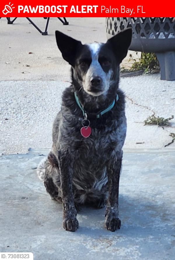 Lost Female Dog last seen Lynbrook and Jupiter area near Krispy Krunchy Chicken, Palm Bay, FL 32907
