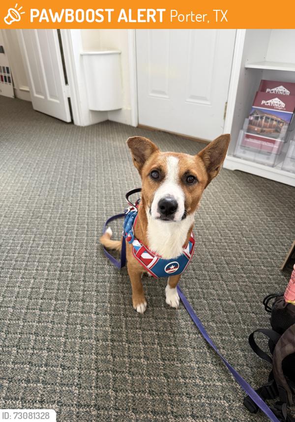 Found/Stray Male Dog last seen Sorters Rd & Northpark Dr, Porter, TX 77365