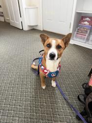 Found/Stray Male Dog last seen Sorters Rd & Northpark Dr, Porter, TX 77365