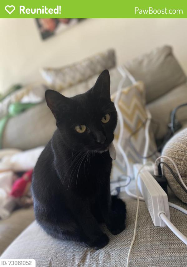 Reunited Female Cat last seen Bibb Way, Ipswich IP1, UK, Suffolk, England 
