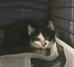 Shelter Stray Male Cat last seen Near Cedar Glen, AUSTIN, TX, 78745, 7201 Levander Loop bldg a, Austin, TX 78702, USA