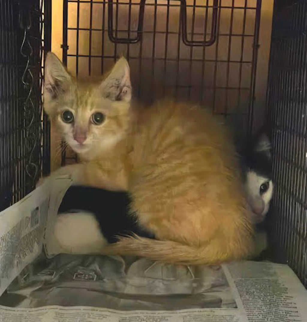 Shelter Stray Female Cat last seen Near Cedar Glen, AUSTIN, TX, 78745, 7201 Levander Loop bldg a, Austin, TX 78702, USA