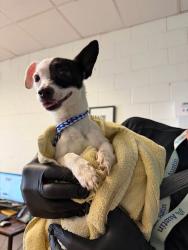 Shelter Stray Female Dog last seen Brandt Rd. and E. Slaughter Ln, AUSTIN, TX, 78744, 7201 Levander Loop bldg a, Austin, TX 78702, USA