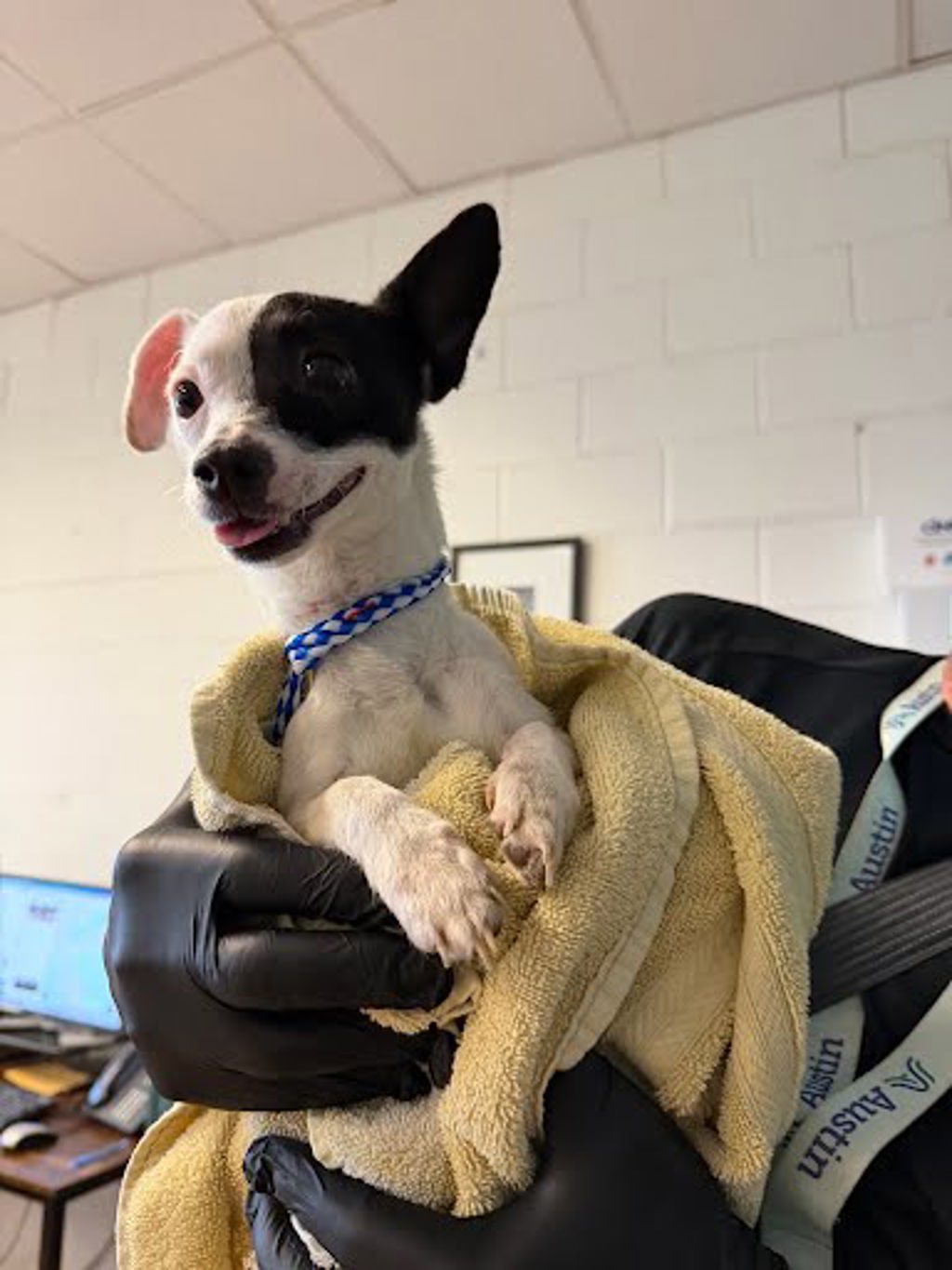 Shelter Stray Female Dog last seen Brandt Rd. and E. Slaughter Ln, AUSTIN, TX, 78744, 7201 Levander Loop bldg a, Austin, TX 78702, USA