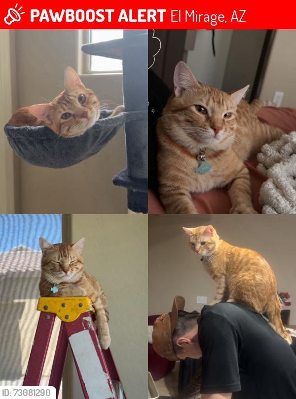 Lost Male Cat last seen Montecito ests Neighborhood El Mirage, El Mirage, AZ 85335