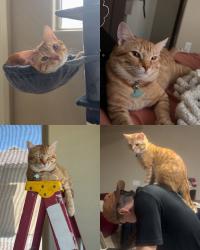 Lost Male Cat last seen Montecito ests Neighborhood El Mirage, El Mirage, AZ 85335