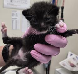 Shelter Stray Male Cat last seen Near Highland Avenue, National City, CA, 91950, El Cajon, CA 92020, USA