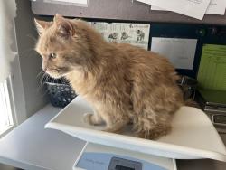 Shelter Stray Male Cat last seen Near S Grace Court, SALT LAKE CITY, UT, 84111, 511 W 3900 S, Salt Lake City, UT 84123, USA