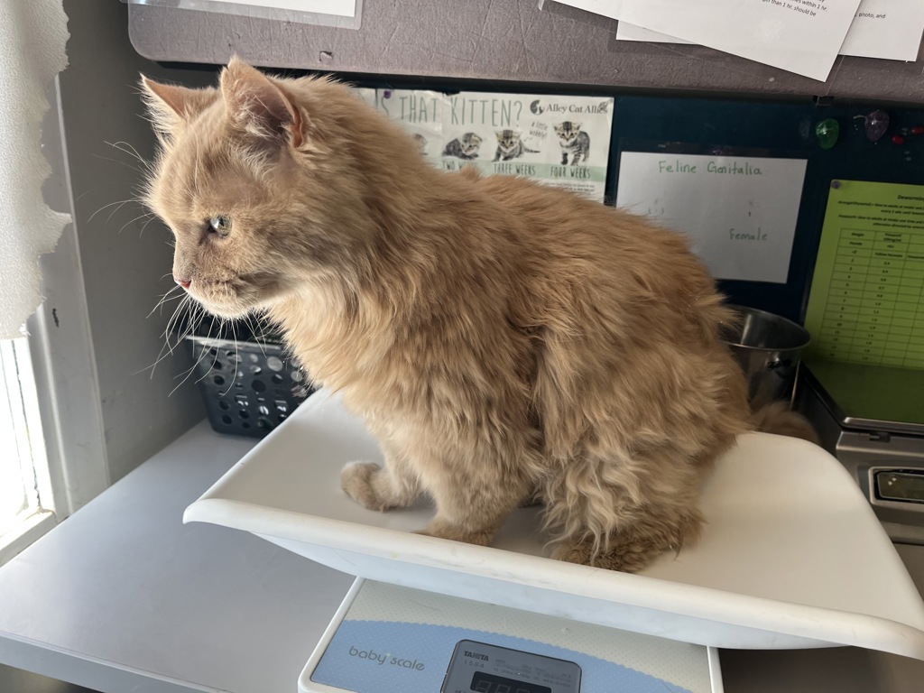 Shelter Stray Male Cat last seen Near S Grace Court, SALT LAKE CITY, UT, 84111, 511 W 3900 S, Salt Lake City, UT 84123, USA