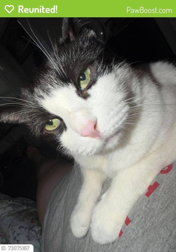 Reunited Female Cat last seen 240-63 68th Ave 1 fl Little neck ny 11362, Queens, NY 11362
