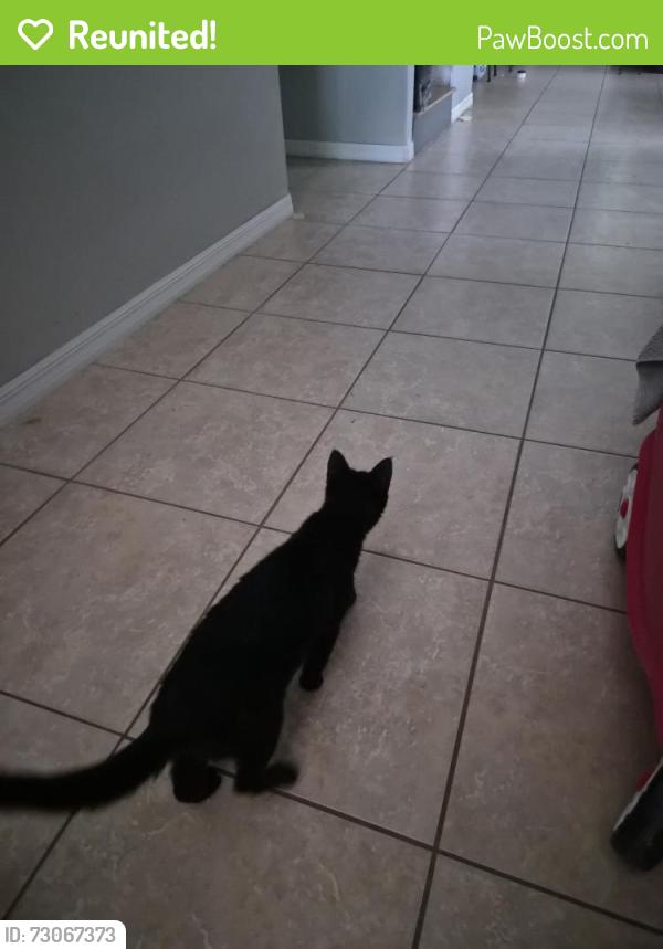 Reunited Female Cat last seen Deerfield Lakes Neighborhood, Spring Hill, FL 34610
