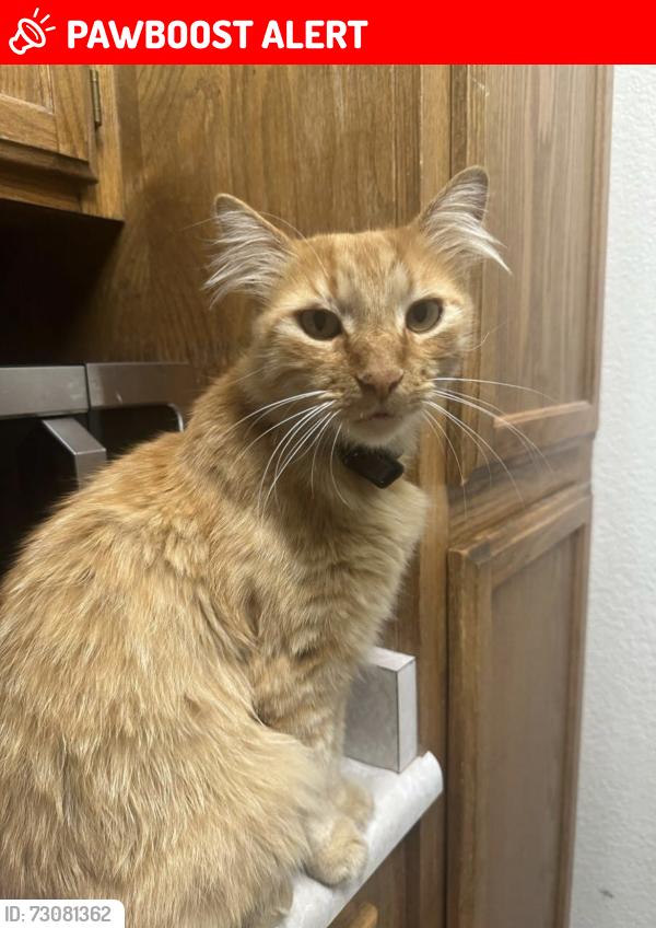 Lost Male Cat last seen Alyssum ct, Rosemary ln, Larkfield-Wikiup, CA 95403