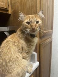 Lost Male Cat last seen Alyssum ct, Rosemary ln, Larkfield-Wikiup, CA 95403
