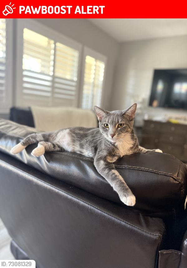 Lost Female Cat last seen Ellsworth Rd and Germann Rd, Maricopa County, AZ 85142