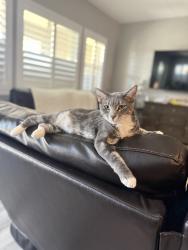 Lost Female Cat last seen Ellsworth Rd and Germann Rd, Maricopa County, AZ 85142