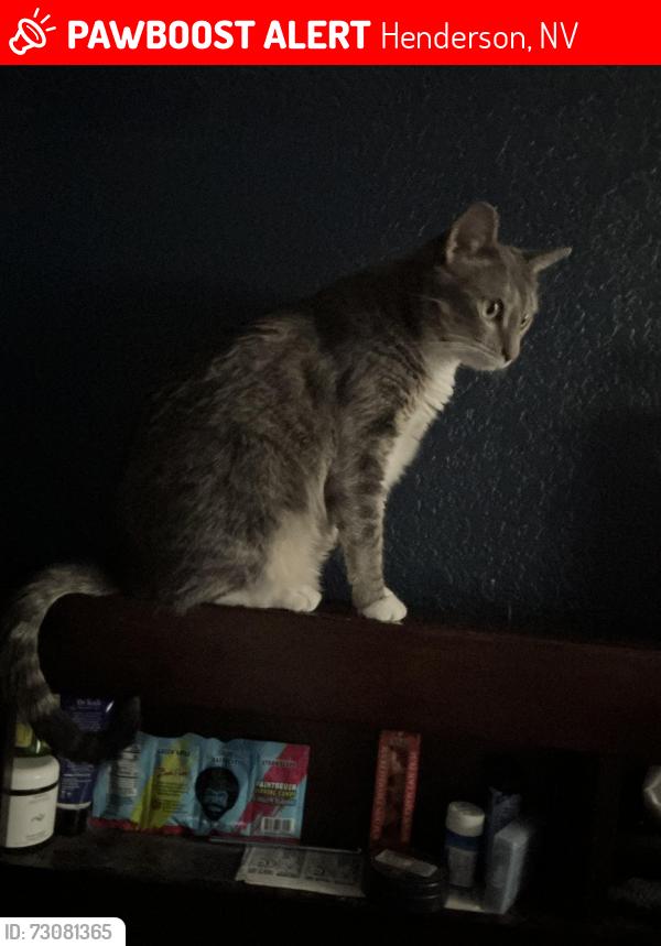 Lost Female Cat last seen Near Dutchman Ave, Henderson nv 89011, Henderson, NV 89011