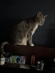 Lost Female Cat last seen Near Dutchman Ave, Henderson nv 89011, Henderson, NV 89011