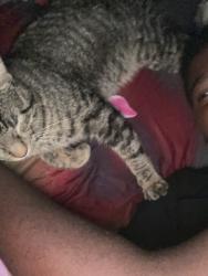 Lost Male Cat last seen hse, The Village, OK 73120