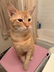 Found/Stray Male Cat last seen Carriage hills apmts on Michigan ave, Pensacola, FL 32502