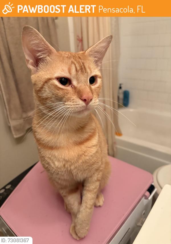 Found/Stray Male Cat last seen Carriage hills apmts on Michigan ave, Pensacola, FL 32502