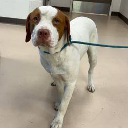 Shelter Stray Male Dog last seen , 901 N Haverty St, Pine Bluff, AR 71601, USA
