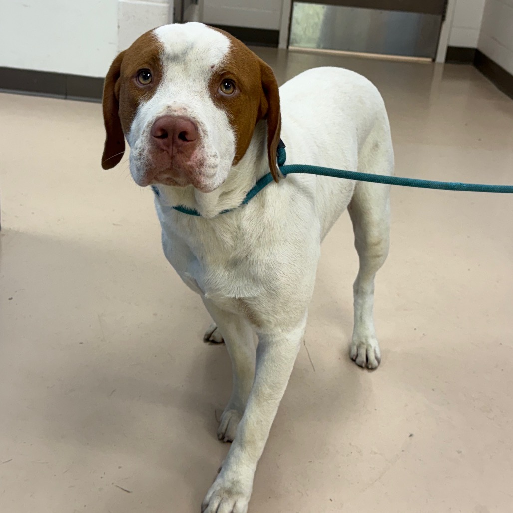 Shelter Stray Male Dog last seen , 901 N Haverty St, Pine Bluff, AR 71601, USA