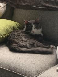 Lost Male Cat last seen Indian Hill Ln and , Aurora, IL 60503