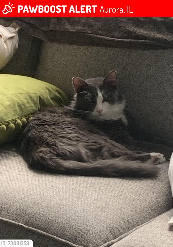Lost Male Cat last seen Indian Hill Ln and , Aurora, IL 60503