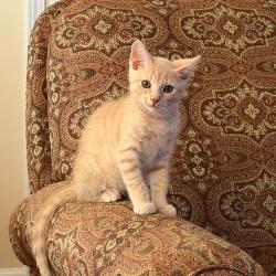Shelter Stray Male Cat last seen , 2350 Appling City Cove, Memphis, TN 38133, USA