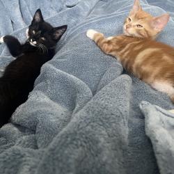 Shelter Stray Male Cat last seen , 8020 Washington St, Port Richey, FL 34668, USA