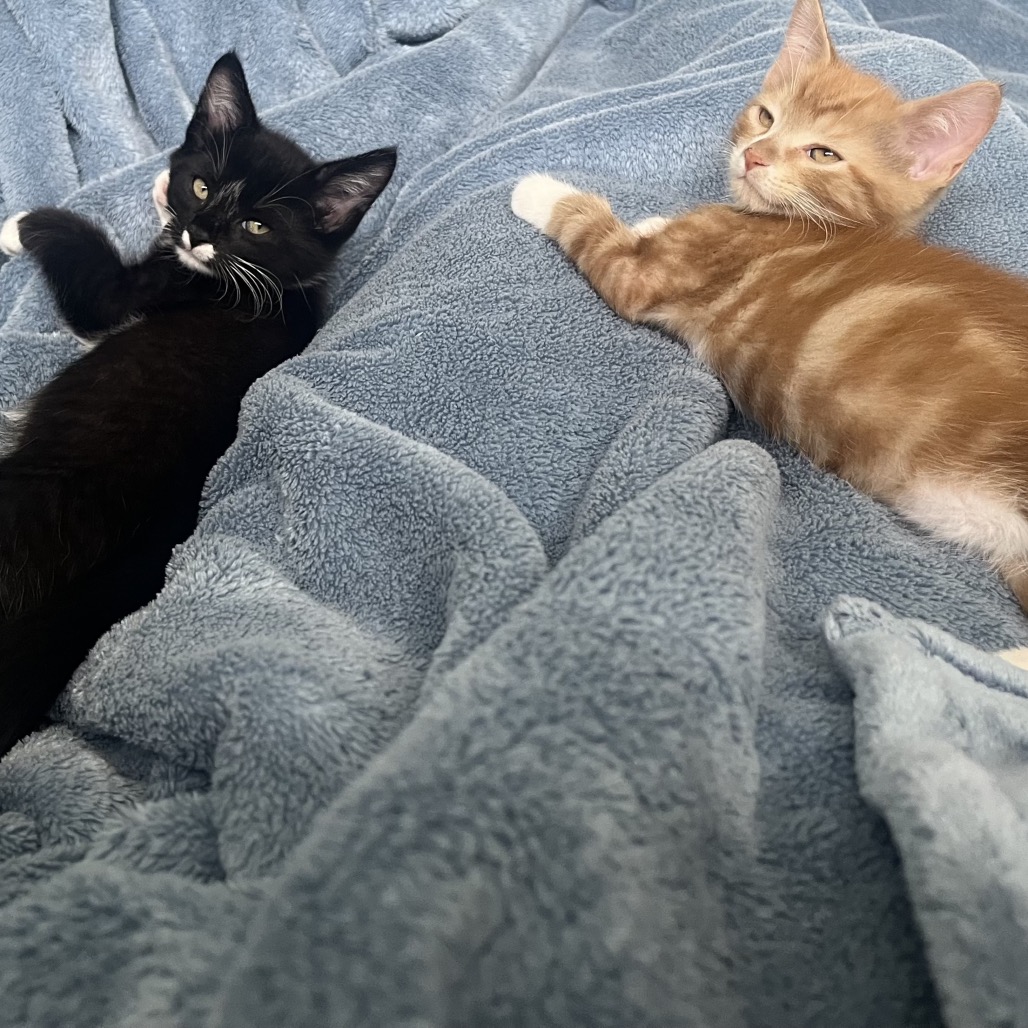 Shelter Stray Male Cat last seen , 8020 Washington St, Port Richey, FL 34668, USA