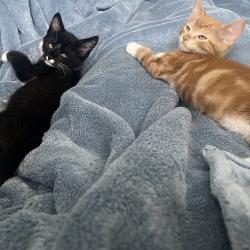 Shelter Stray Male Cat last seen , 8020 Washington St, Port Richey, FL 34668, USA