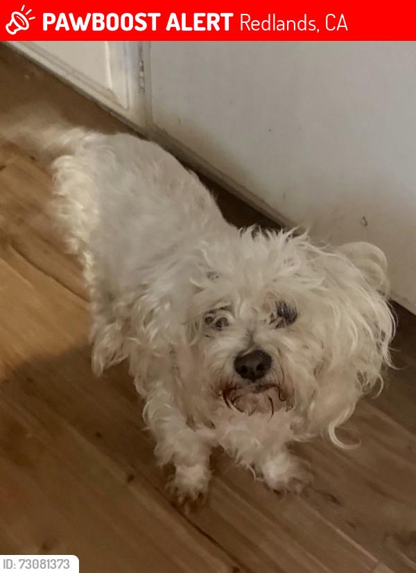 Lost Female Dog last seen Grove and Morrison, Redlands, CA 92374