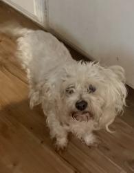Lost Female Dog last seen Grove and Morrison, Redlands, CA 92374