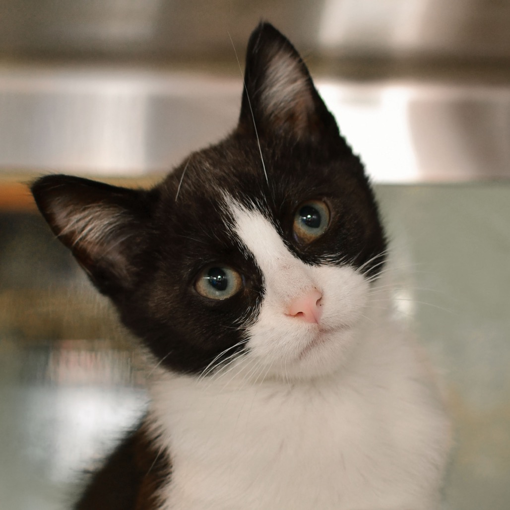 Shelter Stray Male Cat last seen , 3173 K-68 Hwy, Ottawa, KS 66067, USA